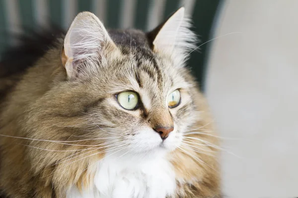Коричневый котенок сибирской породы — стоковое фото
