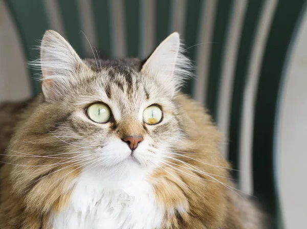 Красивая коричневая кошка сибирской породы — стоковое фото