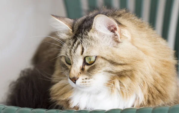 Güzel kahverengi kedi Sibirya doğurmak — Stok fotoğraf