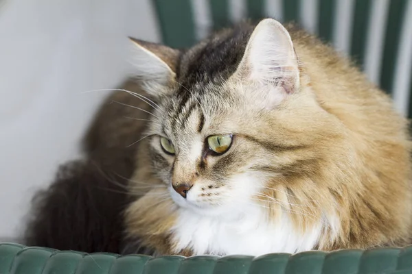 Красивий коричневий кіт сибірської породи — стокове фото