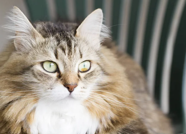 Mooie bruine kat van Siberische ras — Stockfoto