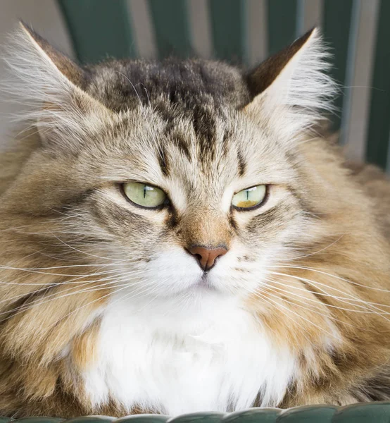 Mooie bruine kat van Siberische ras — Stockfoto