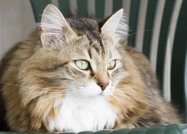 Bellissimo gatto bruno di razza siberiana — Foto Stock