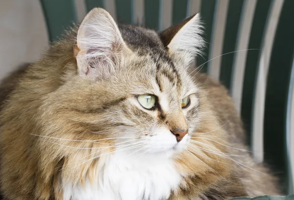 Hermoso marrón gato de siberiano crianza — Foto de Stock