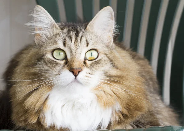 Mooie bruine kat van Siberische ras — Stockfoto
