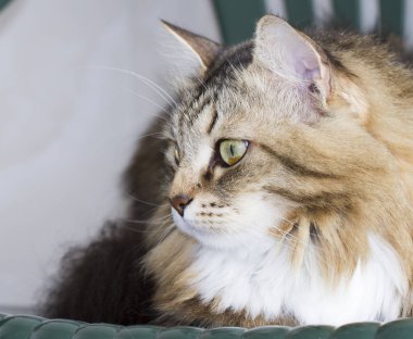 güzel kahverengi kedi Sibirya doğurmak