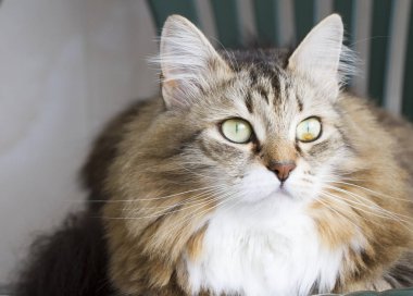 güzel kahverengi kedi Sibirya doğurmak