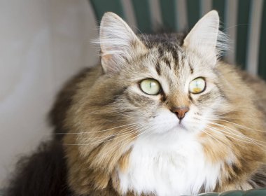 güzel kahverengi kedi Sibirya doğurmak