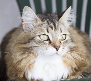 güzel kahverengi kedi Sibirya doğurmak