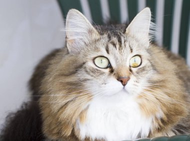 güzel kahverengi kedi Sibirya doğurmak