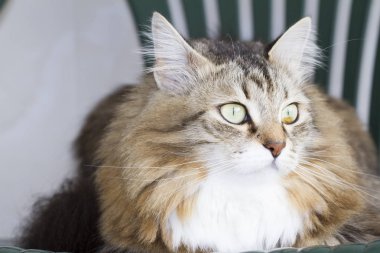 güzel kahverengi kedi Sibirya doğurmak