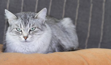 Sibirya doğurmak kanepede güzel yavru kedi