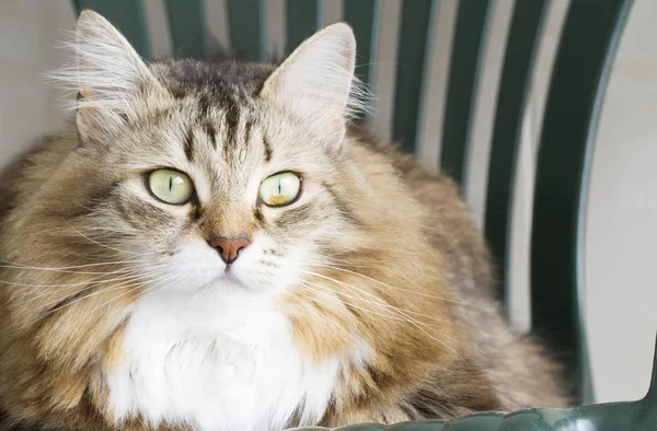 Красивая коричневая кошка сибирской породы — стоковое фото