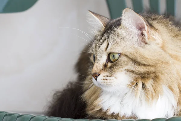 güzel kahverengi kedi Sibirya doğurmak