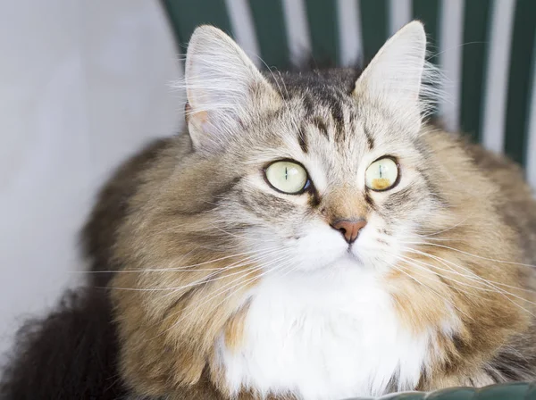 Güzel kahverengi kedi Sibirya doğurmak — Stok fotoğraf