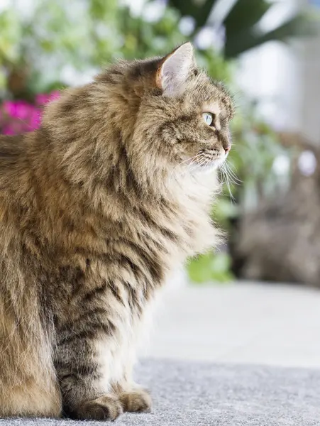 Piękny brązowy kot rasy syberyjski — Zdjęcie stockowe
