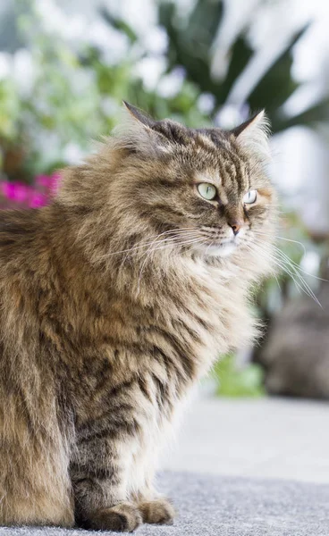 Krásná hnědá kočka plemene sibiřský — Stock fotografie