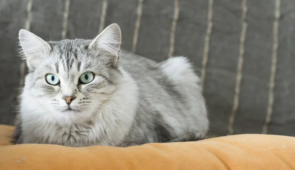 Beau chat argenté de race sibérienne sur le canapé — Photo