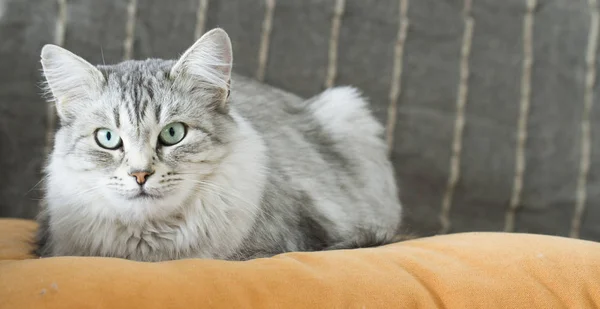 可爱的银猫的皮毛的西伯利亚狗在沙发上 — 图库照片