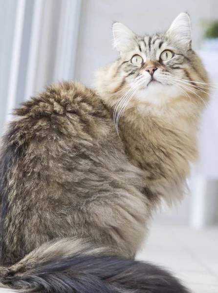 Brown cat in the garden — Stock Photo, Image