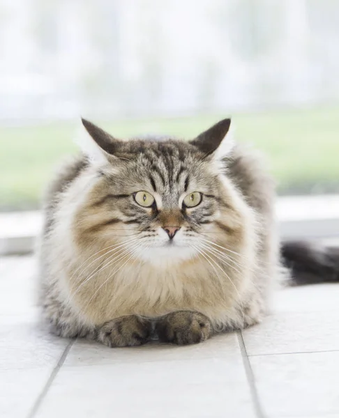 Gato castanho no jardim — Fotografia de Stock