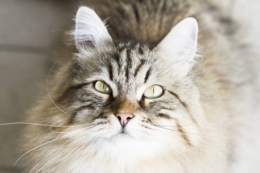 çok güzel kahverengi Sibirya kedi seyir