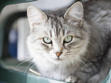 Sibirya cins bahçede güzel gümüş yerli kedi