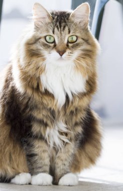 Sibirya doğurmak evde ihale kedi