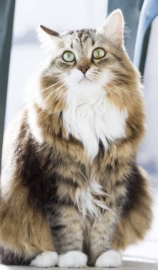 Sibirya doğurmak evde ihale kedi