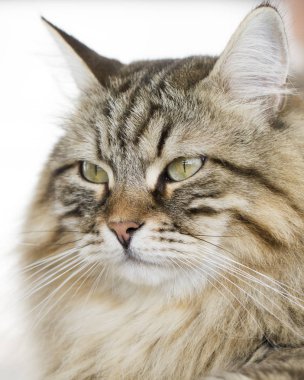 Kahverengi tabby siberian kedi ön plan