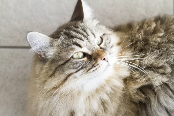 Adorável gato siberiano marrom olhando para cima — Fotografia de Stock