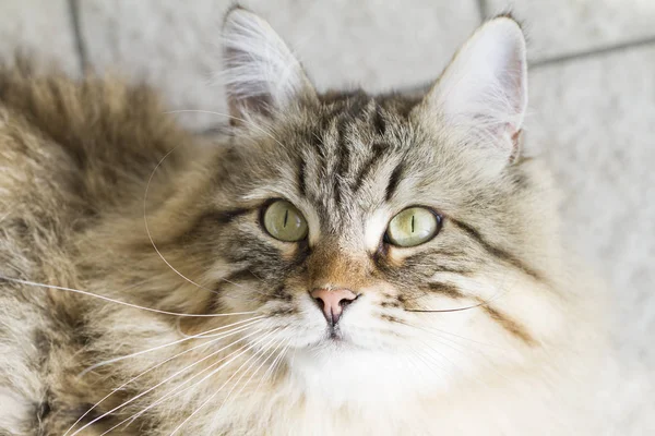 Schattig bruin Siberische Kat opzoeken — Stockfoto