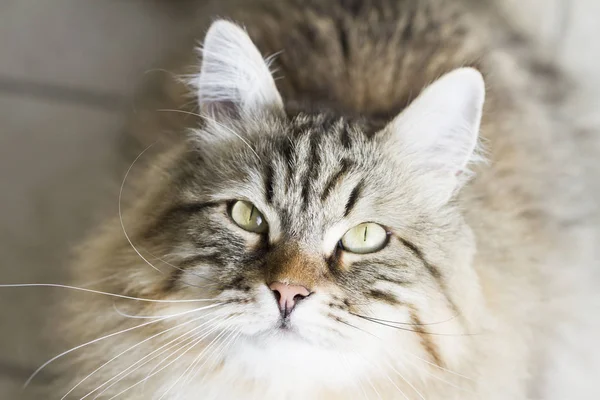 Adorable marrón siberiano gato mirando arriba — Foto de Stock