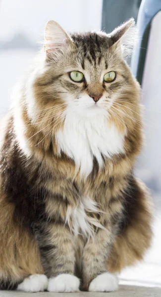 Gato macio de raça siberiana na casa — Fotografia de Stock