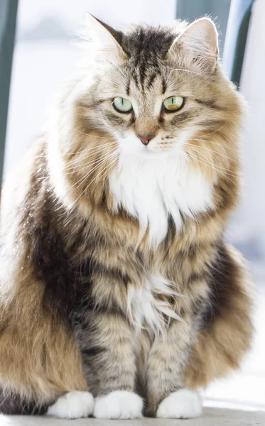Sibirya doğurmak evde ihale kedi — Stok fotoğraf