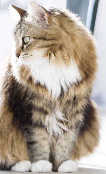 Tierno gato de siberiano crianza en la casa — Foto de Stock