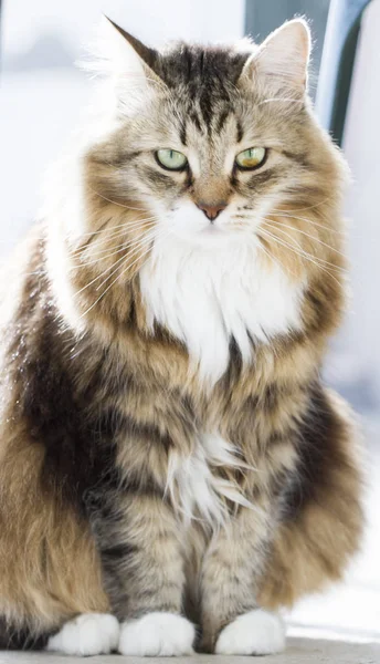 Tierno gato de siberiano crianza en la casa — Foto de Stock