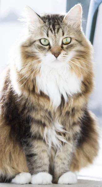 Tierno gato de siberiano crianza en la casa — Foto de Stock