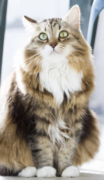 Przetargowej kot rasy syberyjskiej w domu — Zdjęcie stockowe
