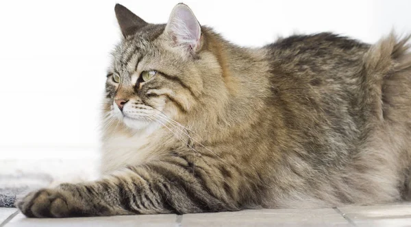 Chat brun poilu couché dans le jardin — Photo