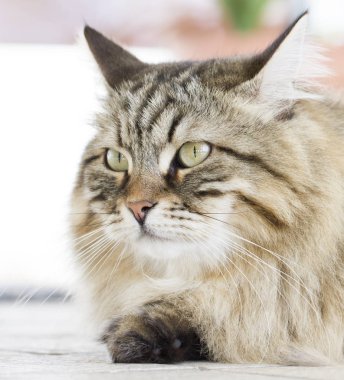 Güzel kahverengi kedi içinde belgili tanımlık Bahçe yalan