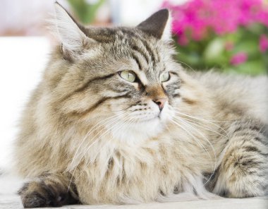 Güzel kahverengi kedi içinde belgili tanımlık Bahçe yalan