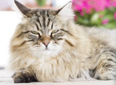 Güzel kahverengi kedi içinde belgili tanımlık Bahçe yalan