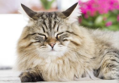 Güzel kahverengi kedi içinde belgili tanımlık Bahçe yalan