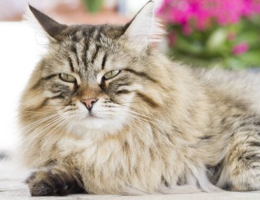 Güzel kahverengi kedi içinde belgili tanımlık Bahçe yalan