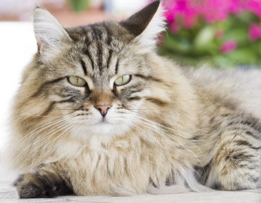 Güzel kahverengi kedi içinde belgili tanımlık Bahçe yalan