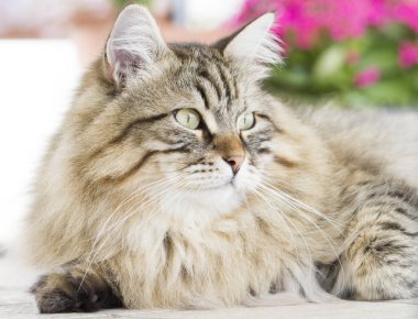 Güzel kahverengi kedi içinde belgili tanımlık Bahçe yalan