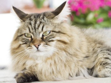 Güzel kahverengi kedi içinde belgili tanımlık Bahçe yalan