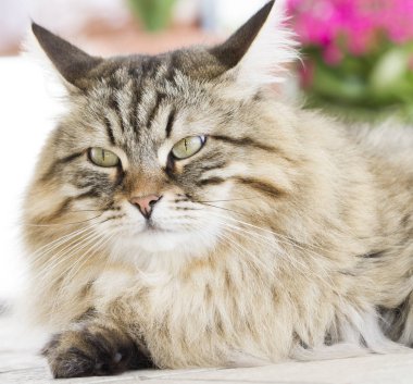 Güzel kahverengi kedi içinde belgili tanımlık Bahçe yalan