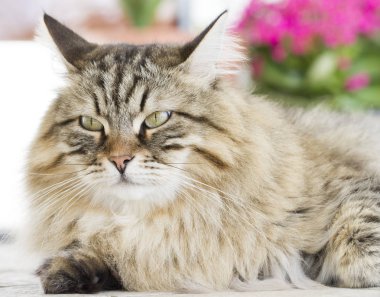 Güzel kahverengi kedi içinde belgili tanımlık Bahçe yalan